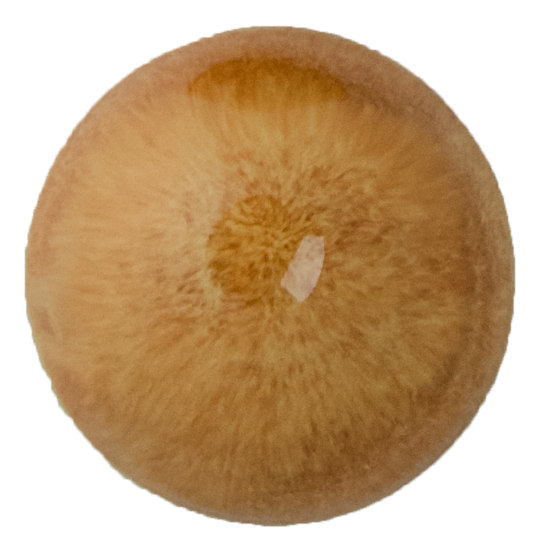 Szkliwo proszkowe 430915 Lama (2)